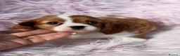 Cavalier King Charles Spaniel perros en venta: Cavalier Preciosa hembra - Anuncio 3