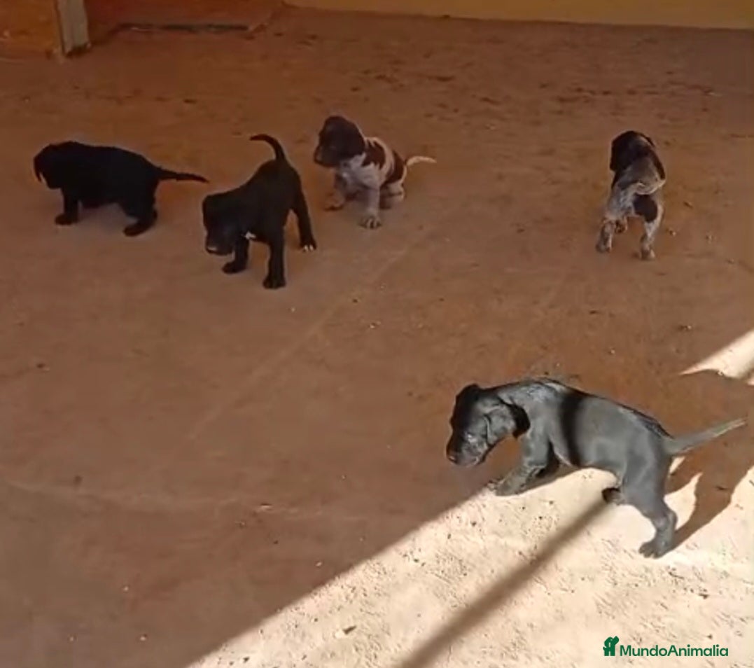 Braco Alemán de Pelo Corto perros Camada braco - Anuncio 2