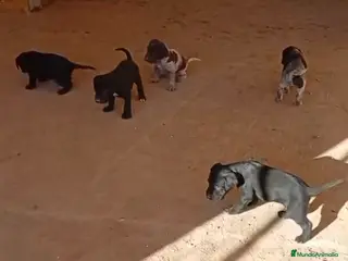 Braco Alemán de Pelo Corto perros Camada braco - Anuncio 2