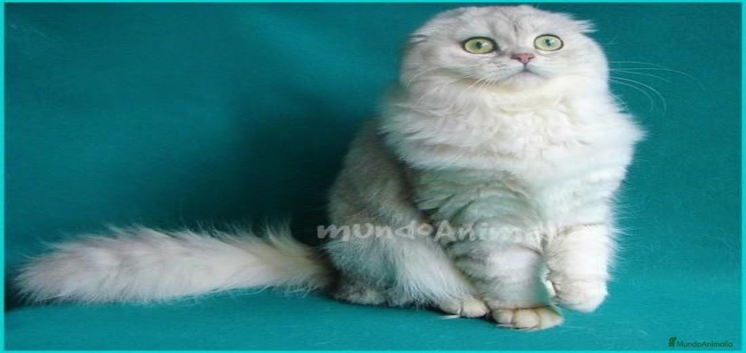 Imagen de galería {{count}}