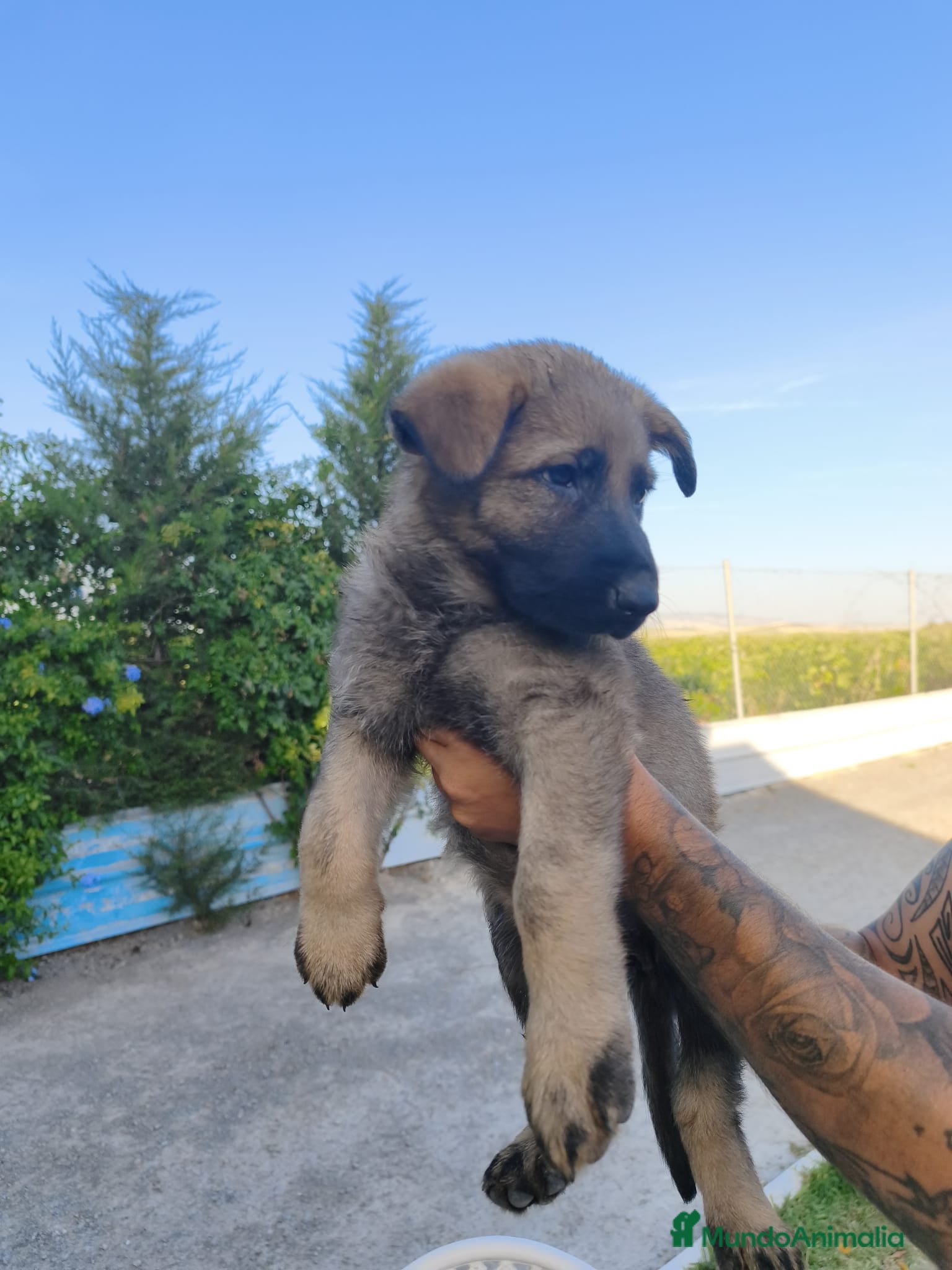 Pastor Alemán perros en venta: Disponible Pastores Alemanes de Trabajo  - Anuncio 4