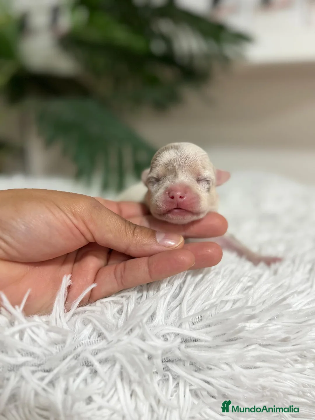 Chihuahua perros en venta: CHIHUAHUA MERLE - Anuncio 10