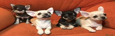 Chihuahua 4