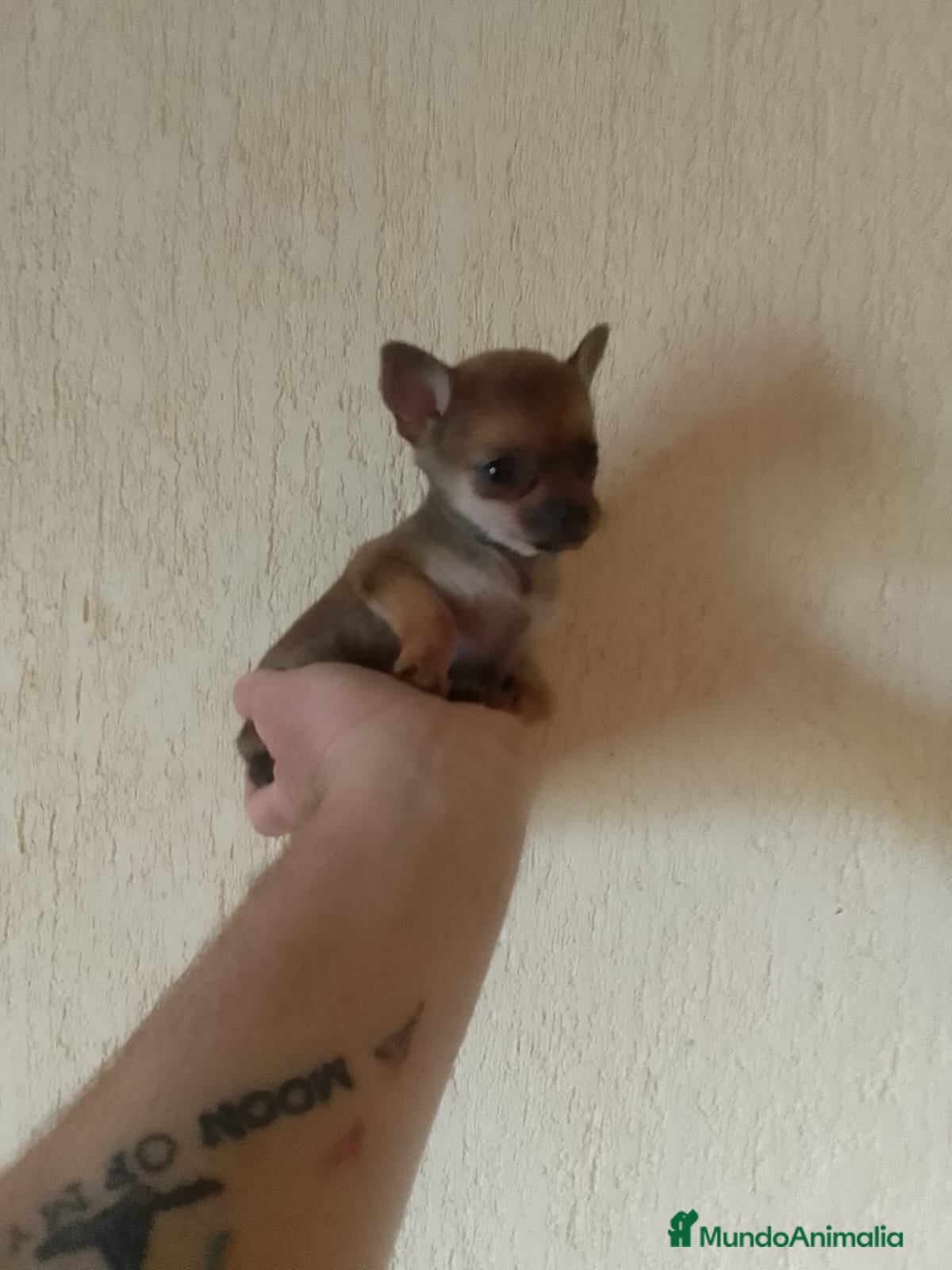 Chihuahua perros Chihuahua - Anuncio 2