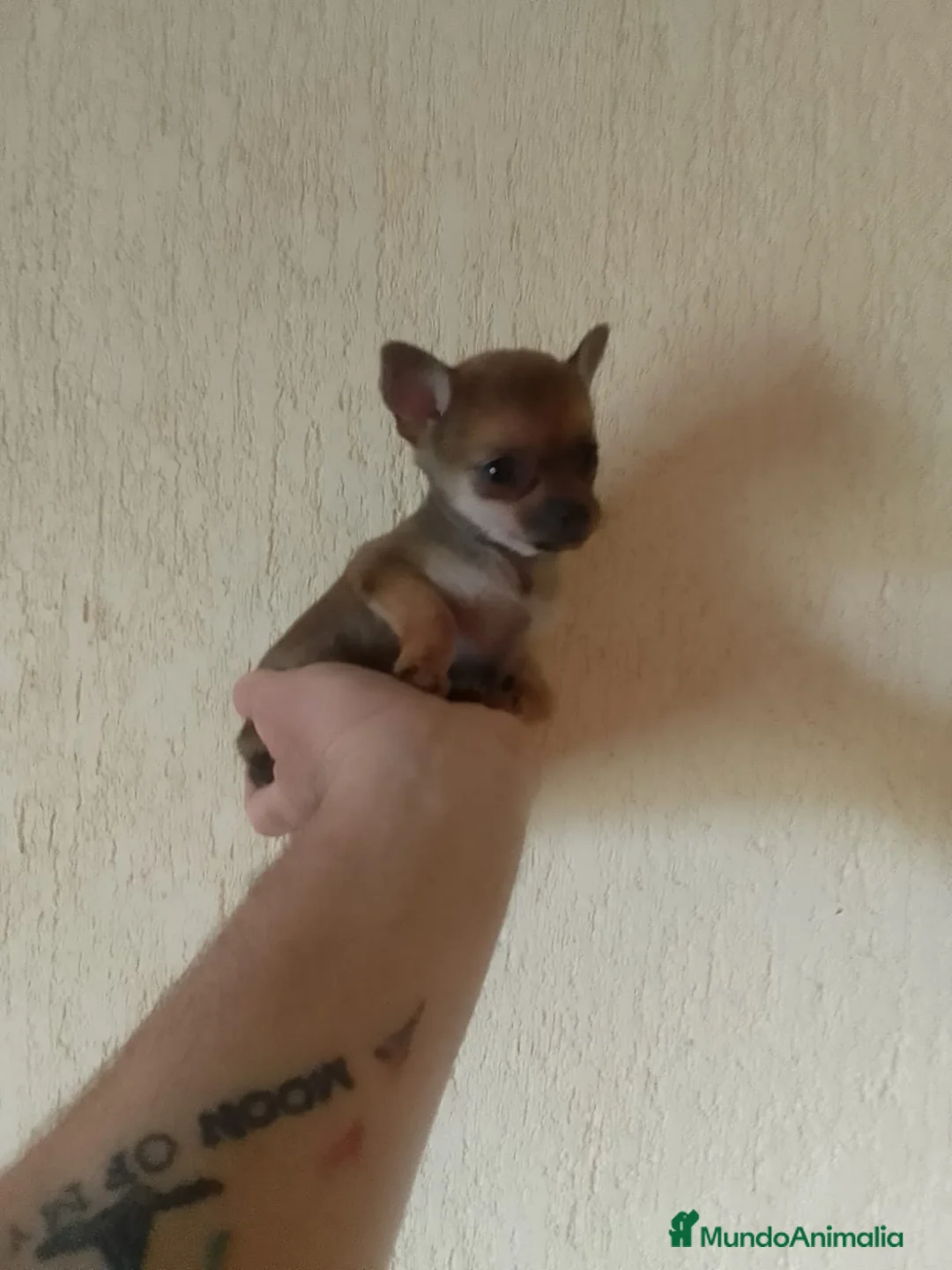 Chihuahua perros en venta: Chihuahua - Anuncio 1