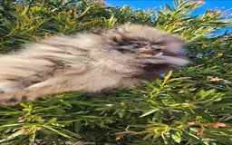 Pomerania perros en venta: Preciosa pomerania merle  - Imagen 4