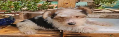 Biewer Yorkshire Terrier a la Pom Pon 1