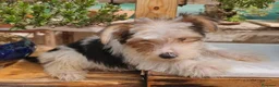 Biewer Yorkshire Terrier a la Pom Pon perros en venta: cachorro de Biewer macho  - Anuncio 2