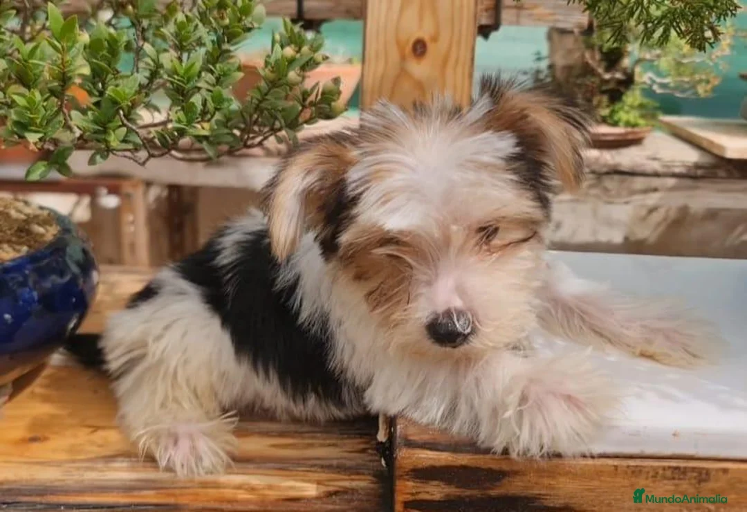 Biewer Yorkshire Terrier a la Pom Pon perros en venta: cachorro de Biewer macho  - Anuncio 2
