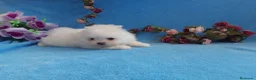 Pomerania perros en venta: IMPRESIONANTES POMERANIA MACHOS Y HEMBRAS  - Anuncio 27