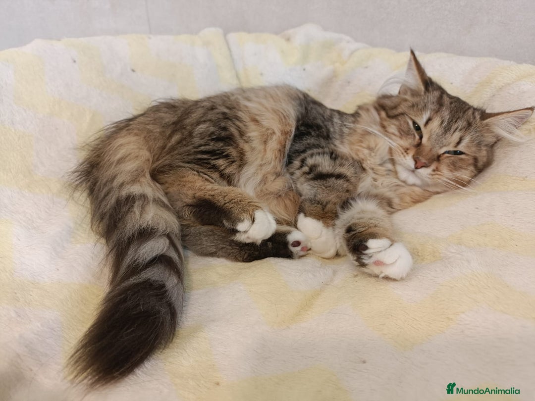 Siberiano gatos en venta: Gatitos Siberianos Hipoalergénicos - Imagen 6