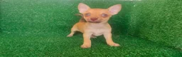 Chihuahua perros en venta: Chihuahua  - Anuncio 14