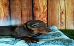 Teckel Miniatura perros en venta: TECKEL - Imagen 2