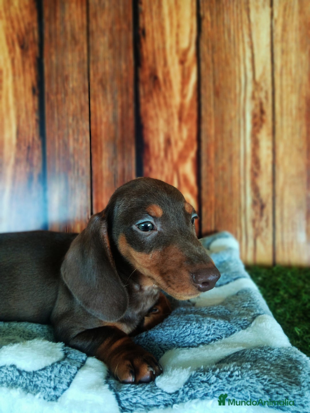 Teckel Miniatura perros en venta: TECKEL - Imagen 2