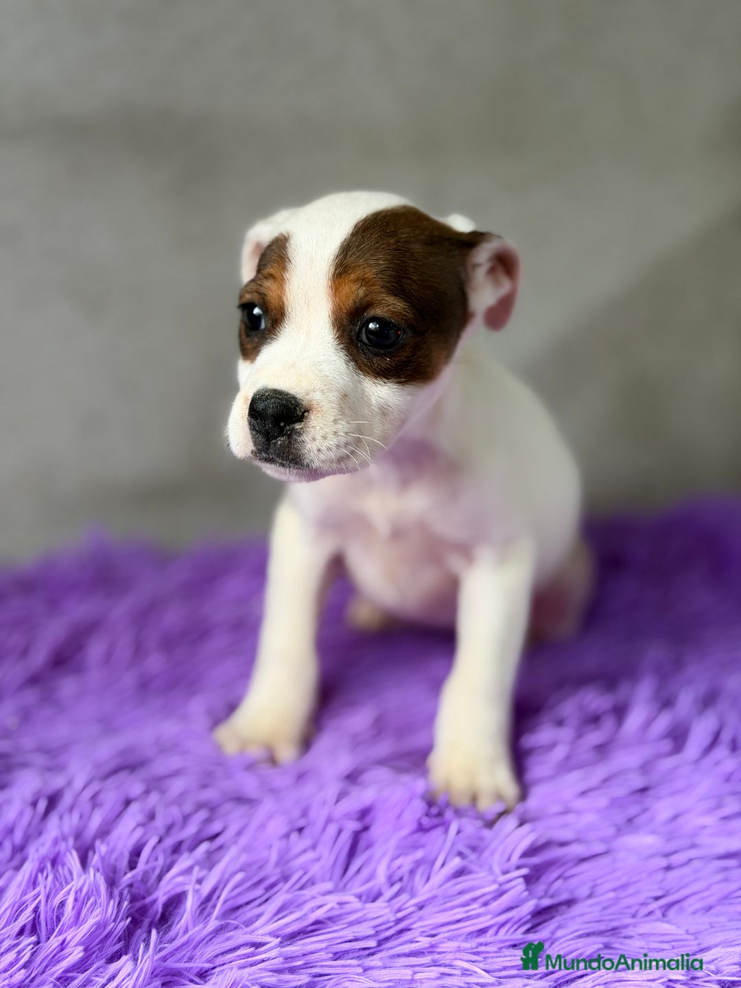 Staffordshire Bull Terrier perros en venta: Staffordshire hembra  - Anuncio 7