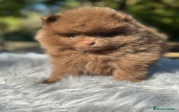 Pomerania perros en venta: Pomerania chocolate cara oso  - Imagen 5
