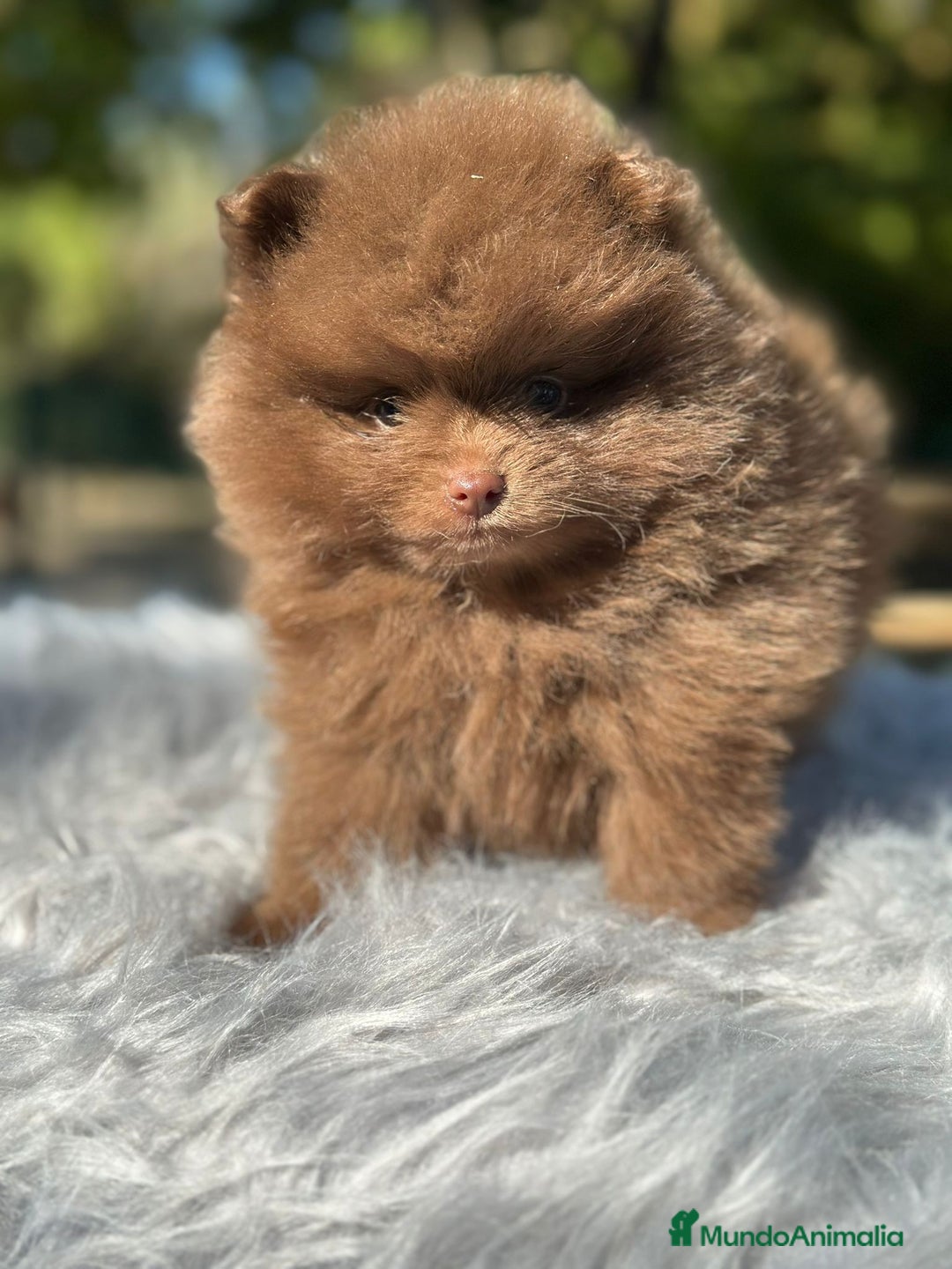 Pomerania perros en venta: Pomerania chocolate cara oso  - Imagen 5