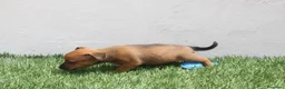 Raza Mixta perros en venta: Minijack  - Anuncio 5