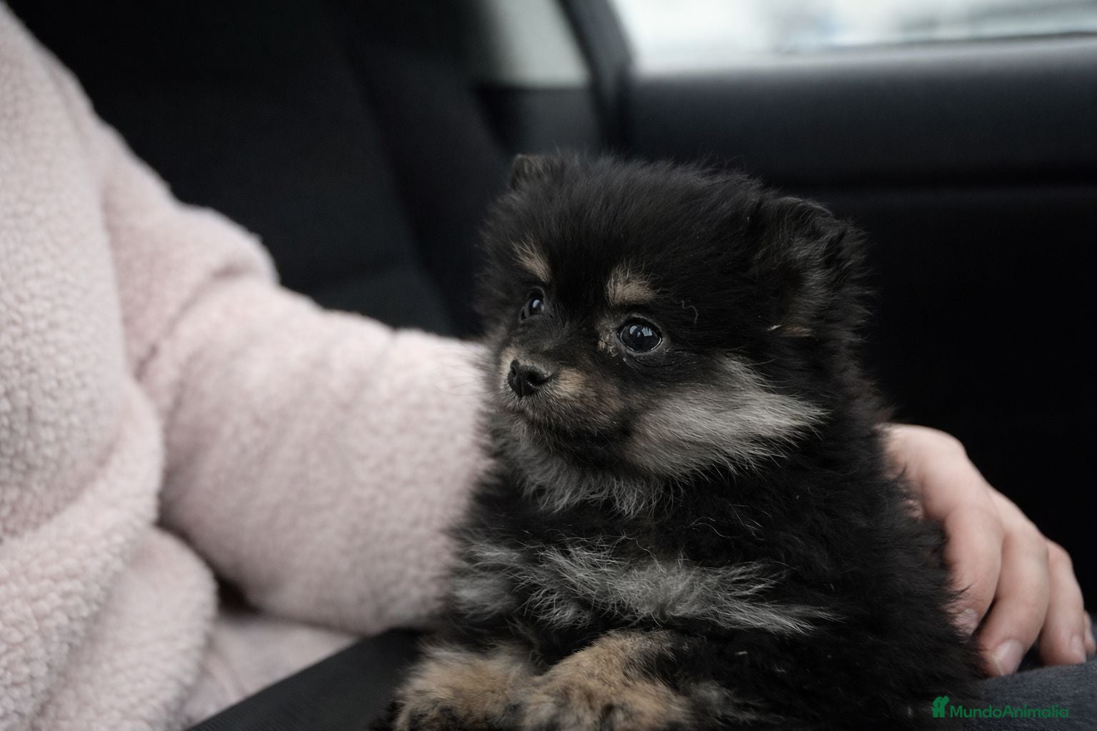 Pomerania perros Pomerania toy - Anuncio 11