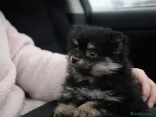 Pomerania perros Pomerania toy - Anuncio 11