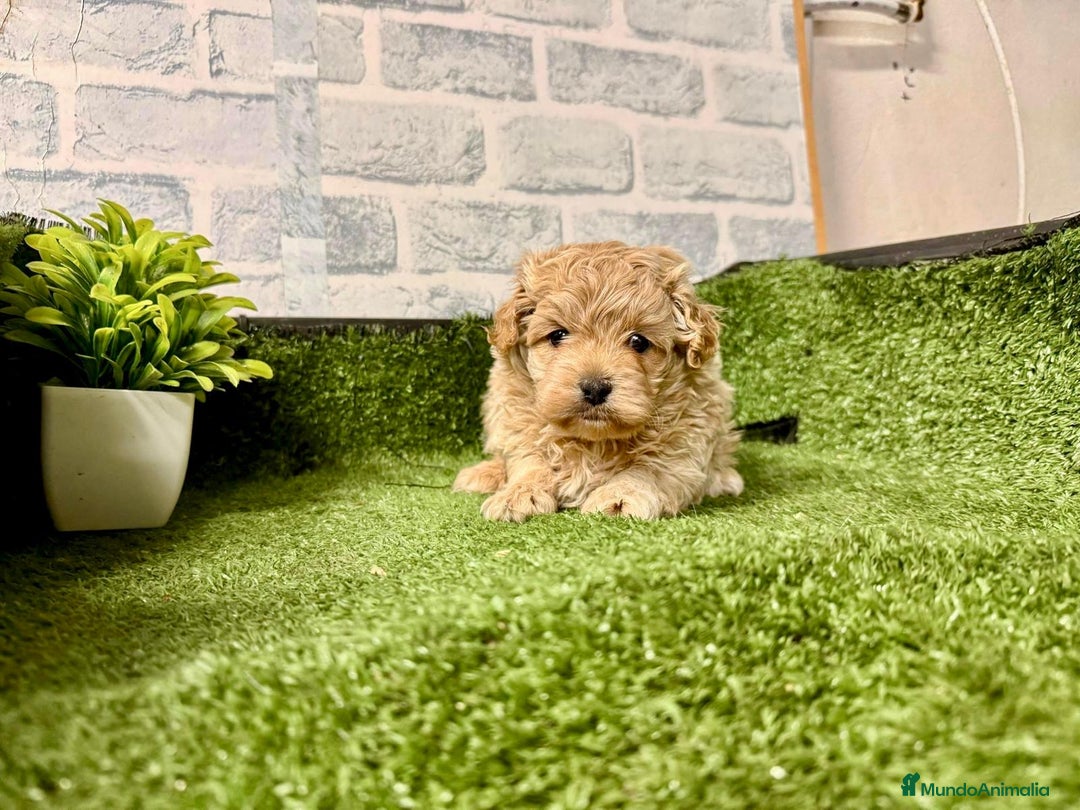 Maltipoo perros en venta: Maltipoo - Anuncio 1