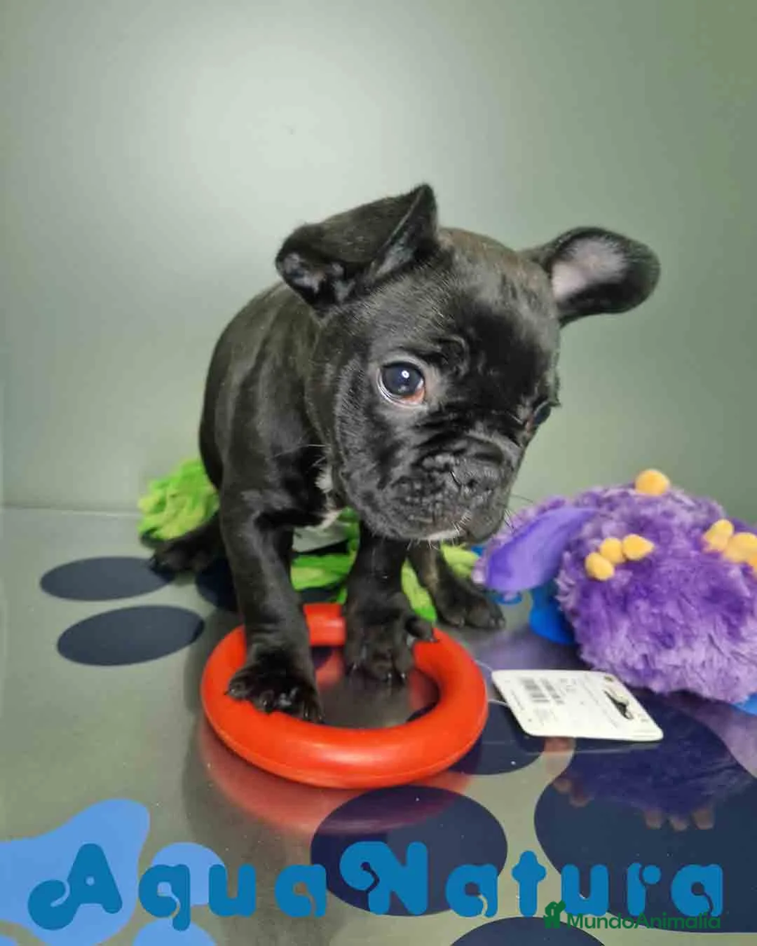 Bulldog Francés perros en venta: Bulldog Frances Macho 2434 AQUANATURA - Anuncio 7