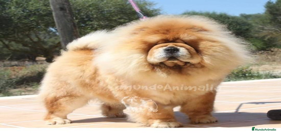 Imagen de galería {{count}}