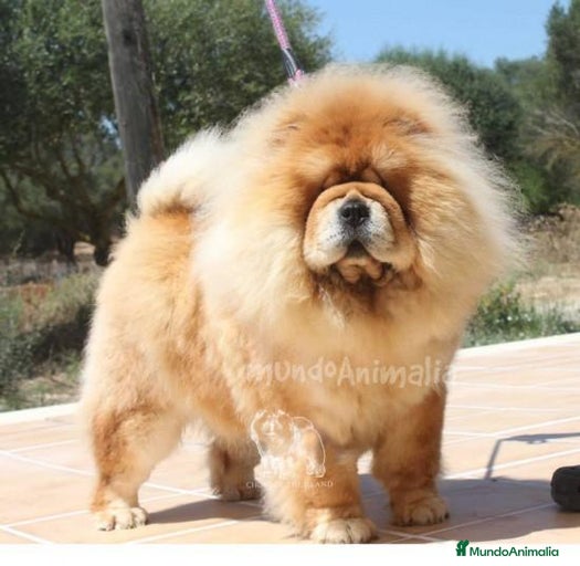 Imagen de galería {{count}}