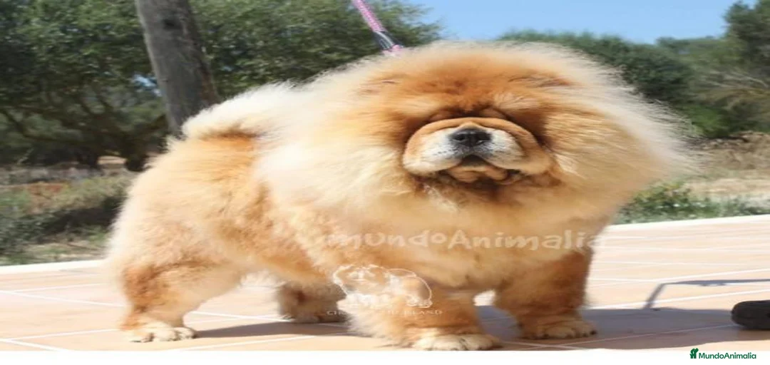 Imagen de galería {{count}}