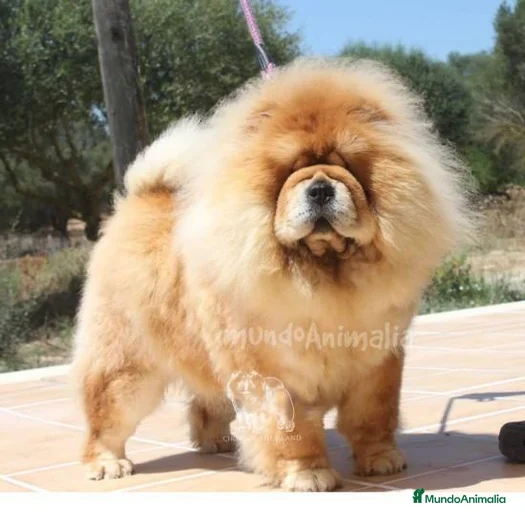 Imagen de galería {{count}}