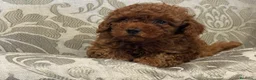Caniche Toy perros en venta: caniche toy en La Coruña - Anuncio 3