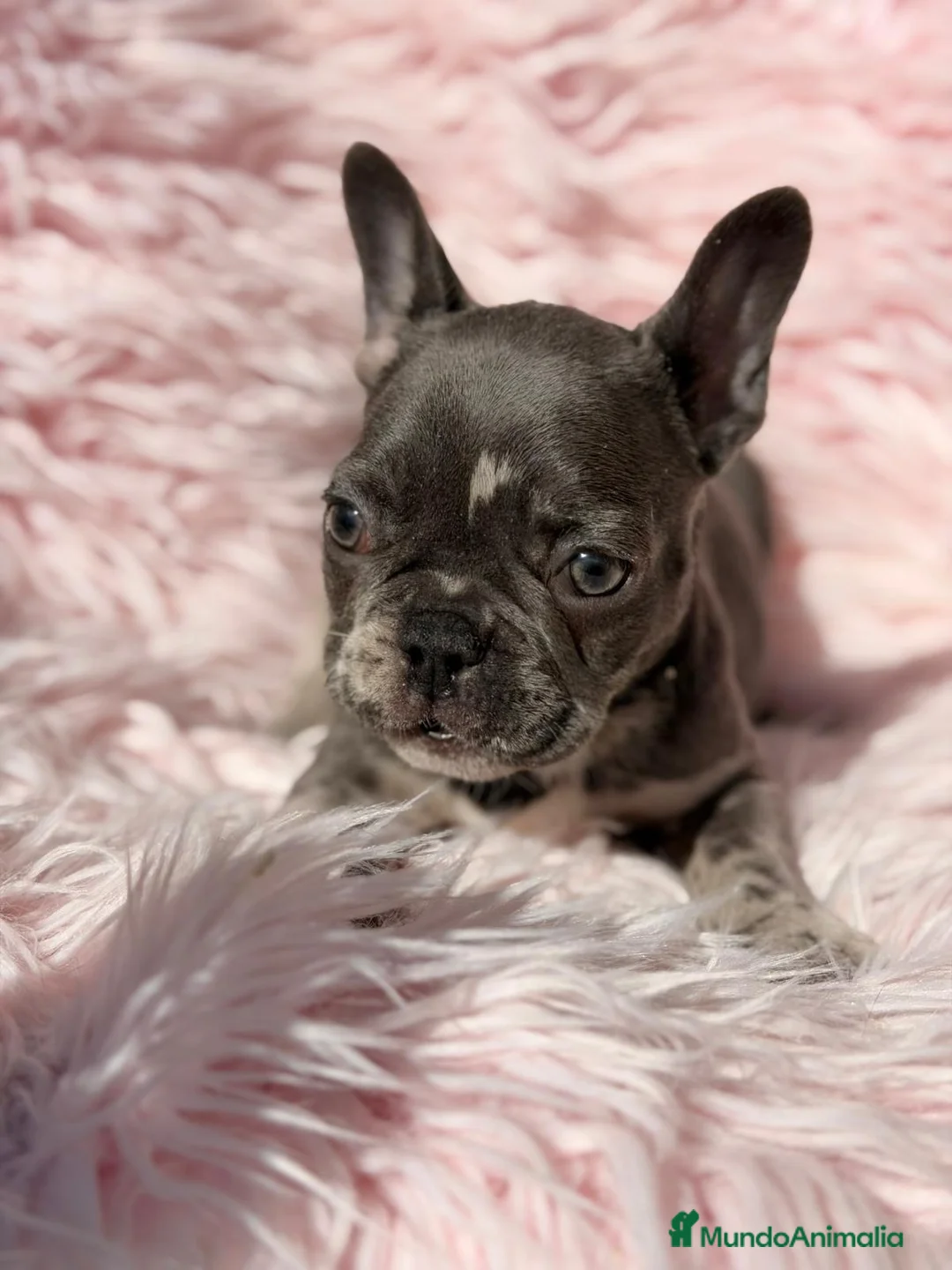 Bulldog Francés perros en venta: Bulldog francés hembra merle - Anuncio 2
