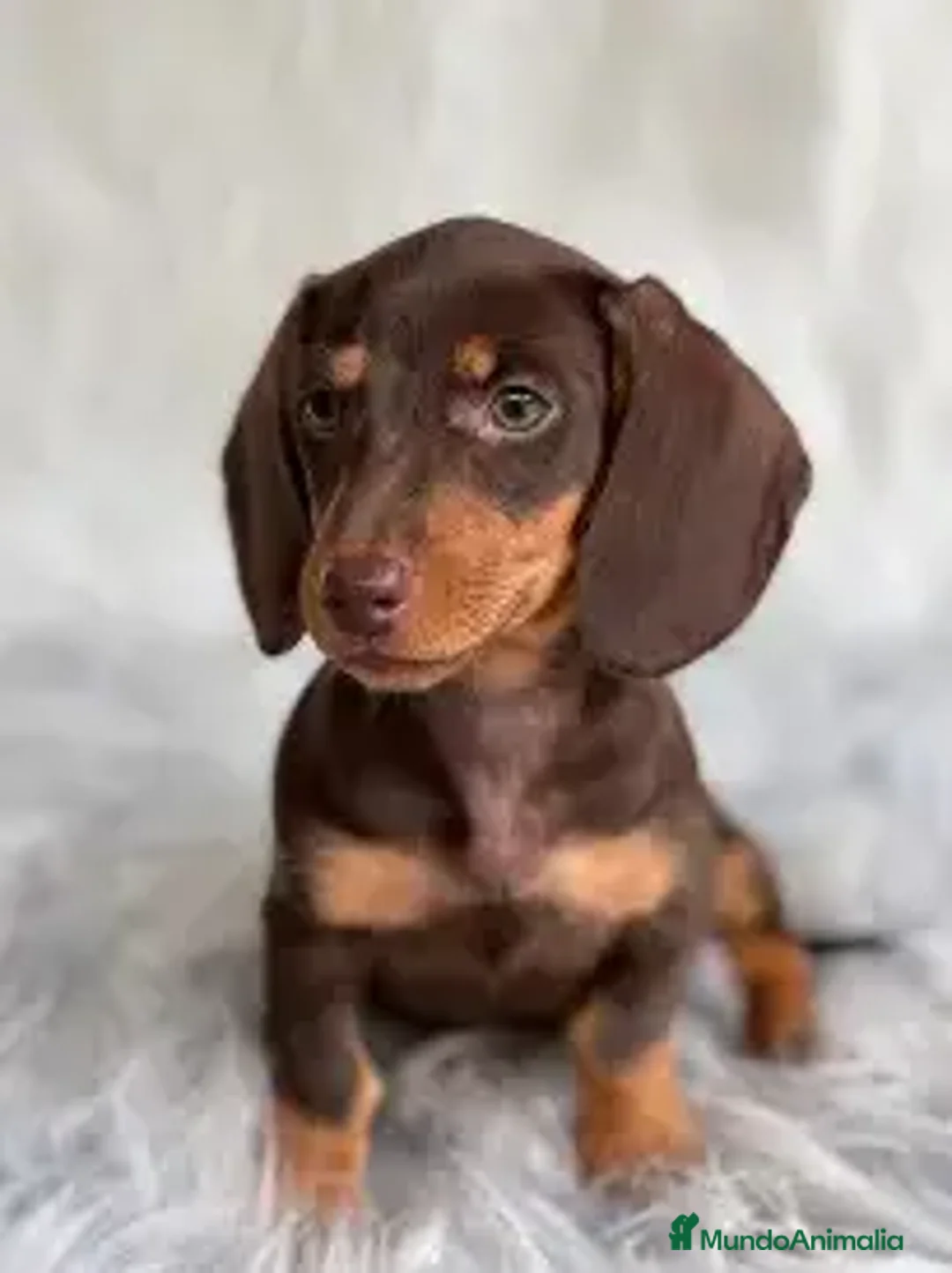 Teckel Miniatura perros en venta: 🐾✨ ¡Cachorros Teckel (Dachshund) disponibles! ✨🐾 en Barcelona - Anuncio 1