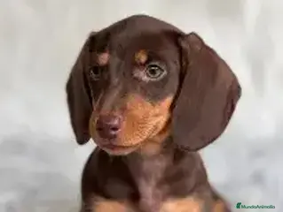 Teckel Miniatura perros 🐾✨ ¡Cachorros Teckel (Dachshund) disponibles! ✨🐾 en Barcelona - Anuncio 4