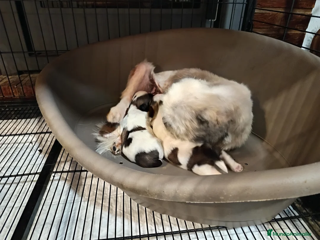 Shih Tzu perros en venta: Shih Tzu de Mumbrafer  - Anuncio 7