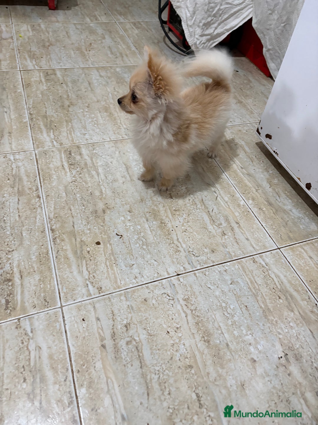 Pomerania perros en venta: Pomerania micro Toy 7 meses 790gramos  - Anuncio 4