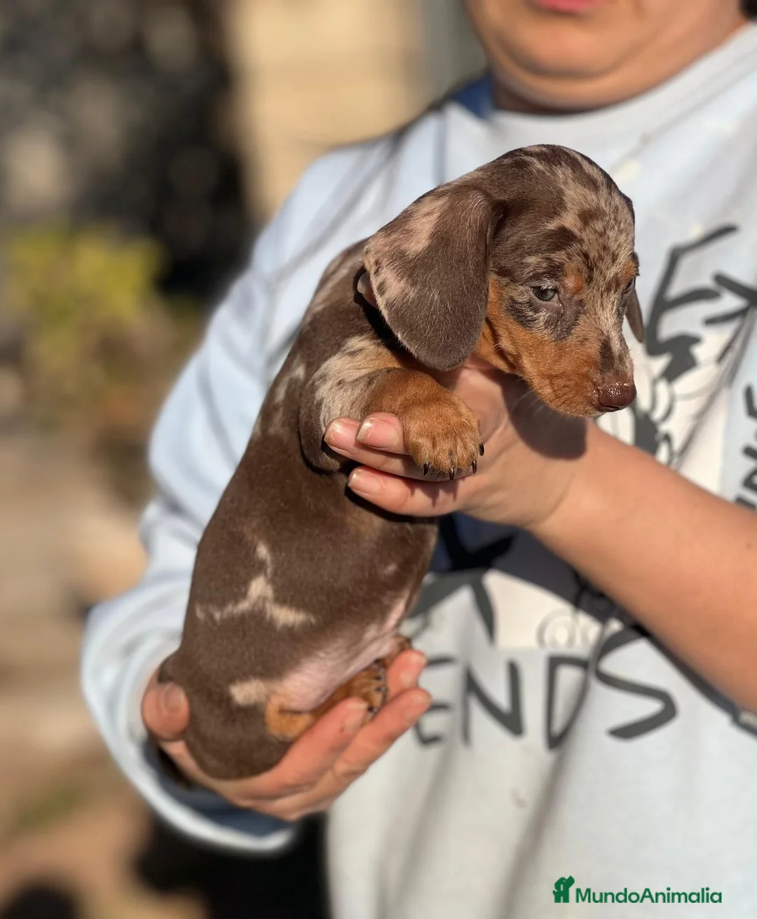 Teckel Miniatura perros en venta: TECKEL CHOCO MERLE EXÓTICO MERLE en Barcelona - Anuncio 6