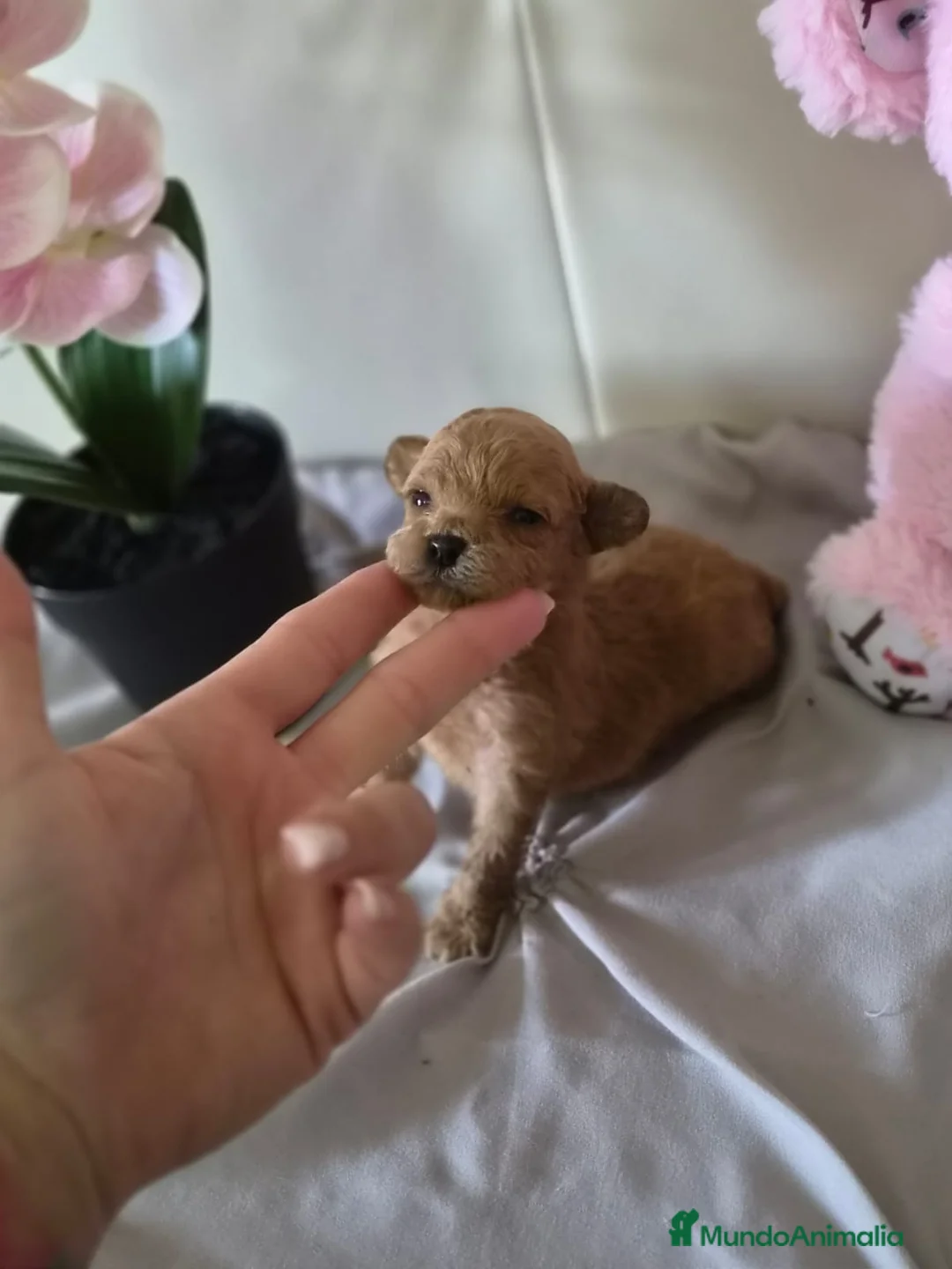 Caniche Toy perros en venta: Caniche tácita  - Anuncio 1