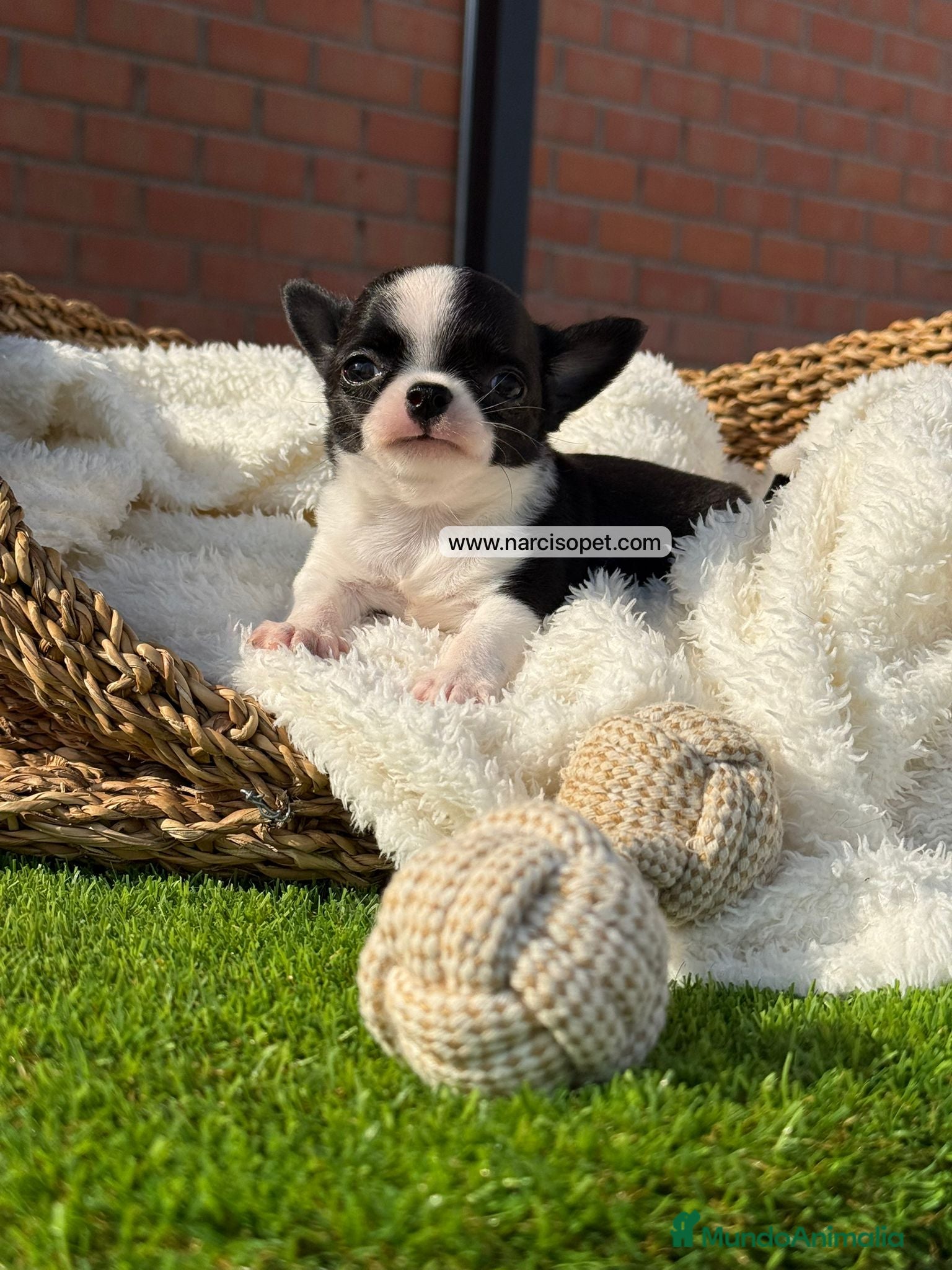 Chihuahua perros en venta: CHIHUAHUA TOY - Anuncio 6
