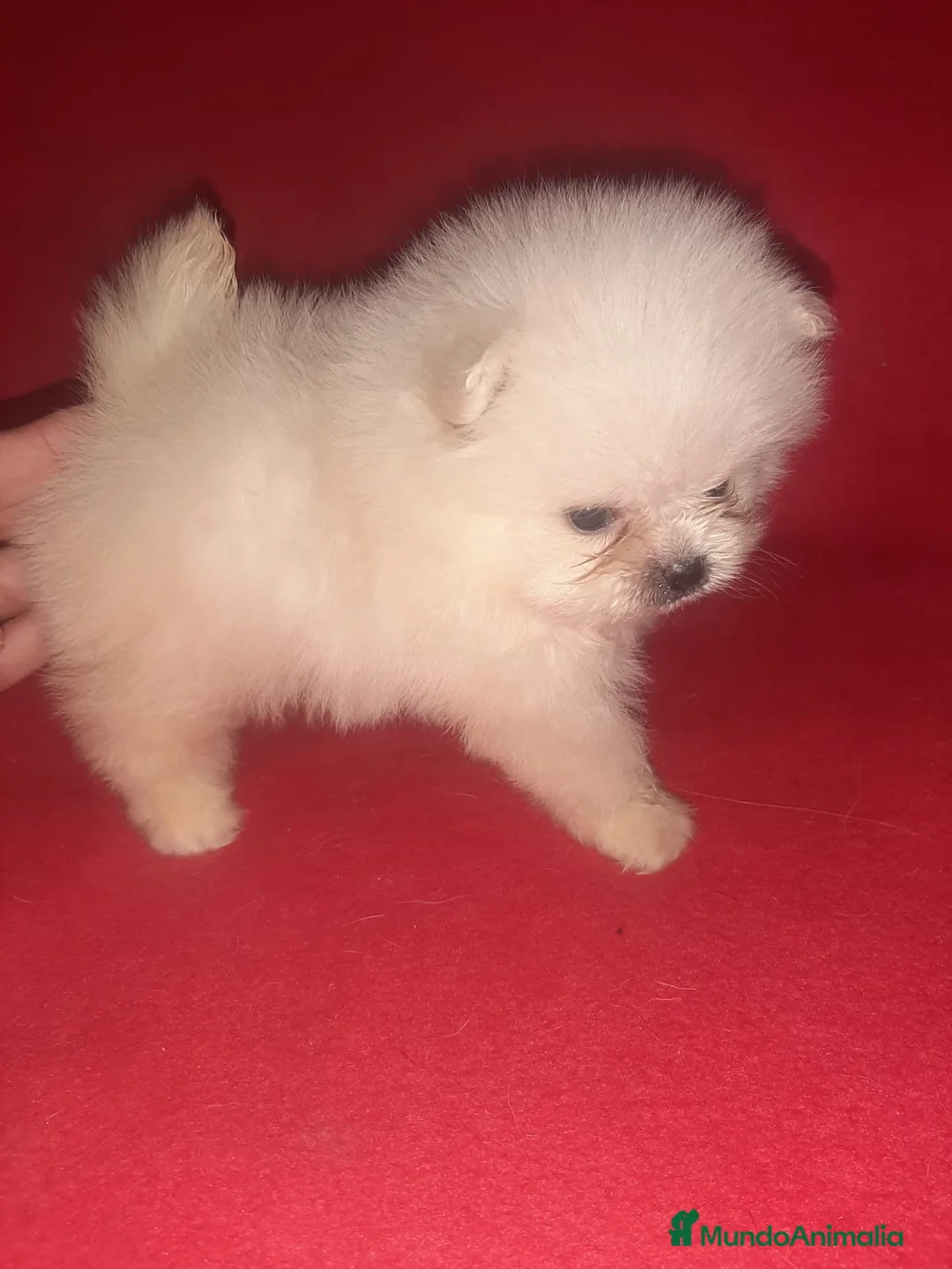 Pomerania perros en venta: POMERANIA blanco - Anuncio 1