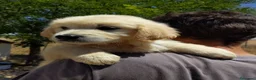 Golden Retriever perros en venta: Preciosos cachorros de golden retriever - Anuncio 6