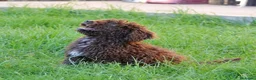 Perro de Agua Español perros en venta: CAMADA DE PERRO DE AGUA  - Anuncio 12