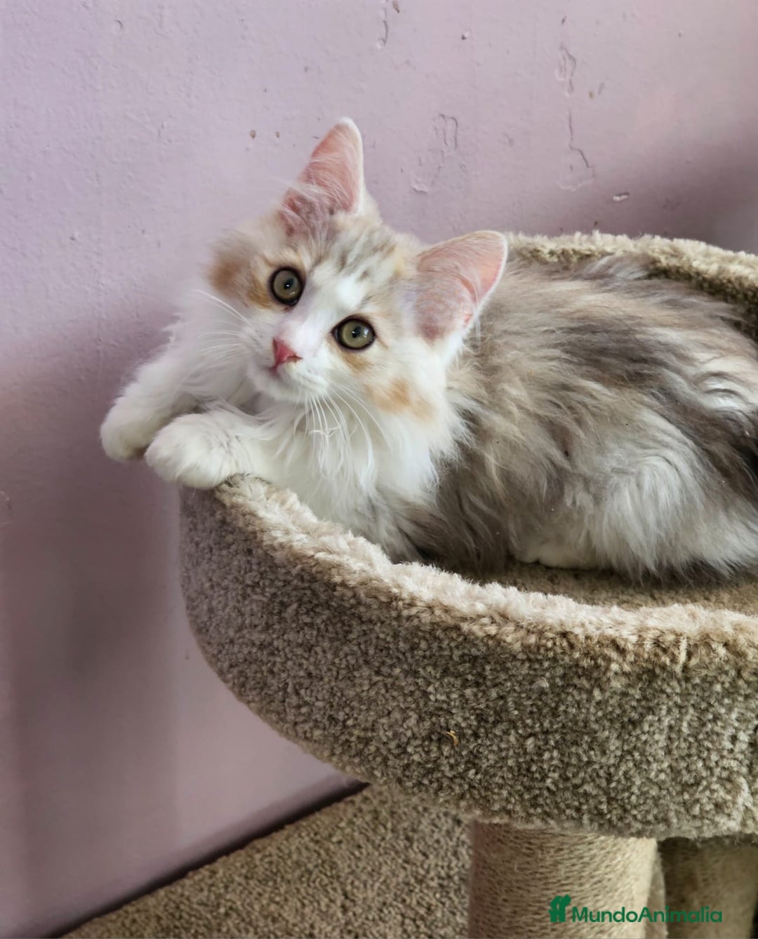 Kurilean Bobtail de Pelo Largo gatos en venta: Kurilian Macho - Anuncio 16