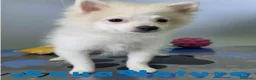 Pomerania perros en venta: Pomerania Macho 8165 AQUANATURA - Anuncio 4