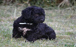 Perro de Agua Español perros en venta: Cachorra perro de agua  - Imagen 8