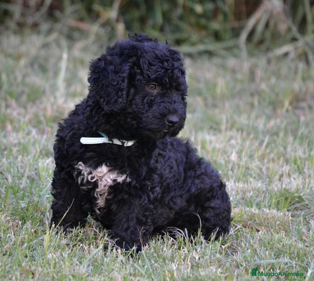 Perro de Agua Español perros en venta: Cachorra perro de agua  - Imagen 8