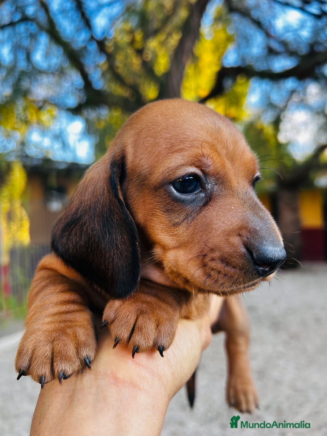 Teckel Miniatura perros en venta: Teckel Canichen Campeón del Mundo - Imagen 5
