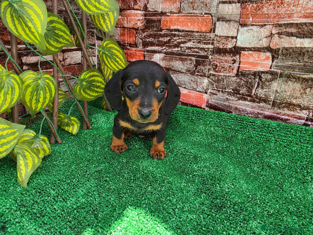 Teckel Miniatura perros en venta: TECKEL MINI & KANNINCHEN  - Anuncio 3