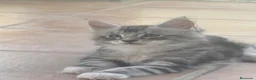 Maine Coon gatos en venta: Preciosa camada de cachorros Maine coon  - Anuncio 13