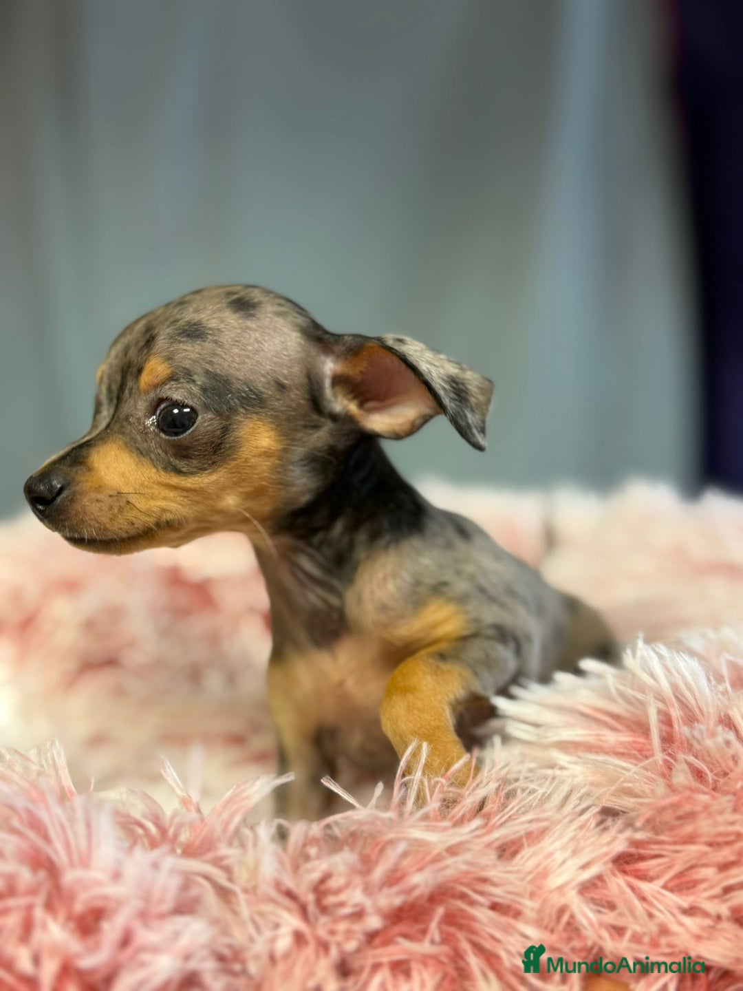Ratón de Praga perros en venta: Ratón de Praga Merle hembra - Imagen 1